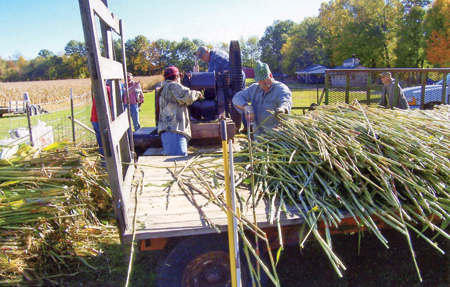 Revisiting the Past with Sorghum